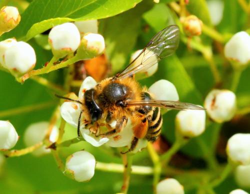 Andrena flavipes